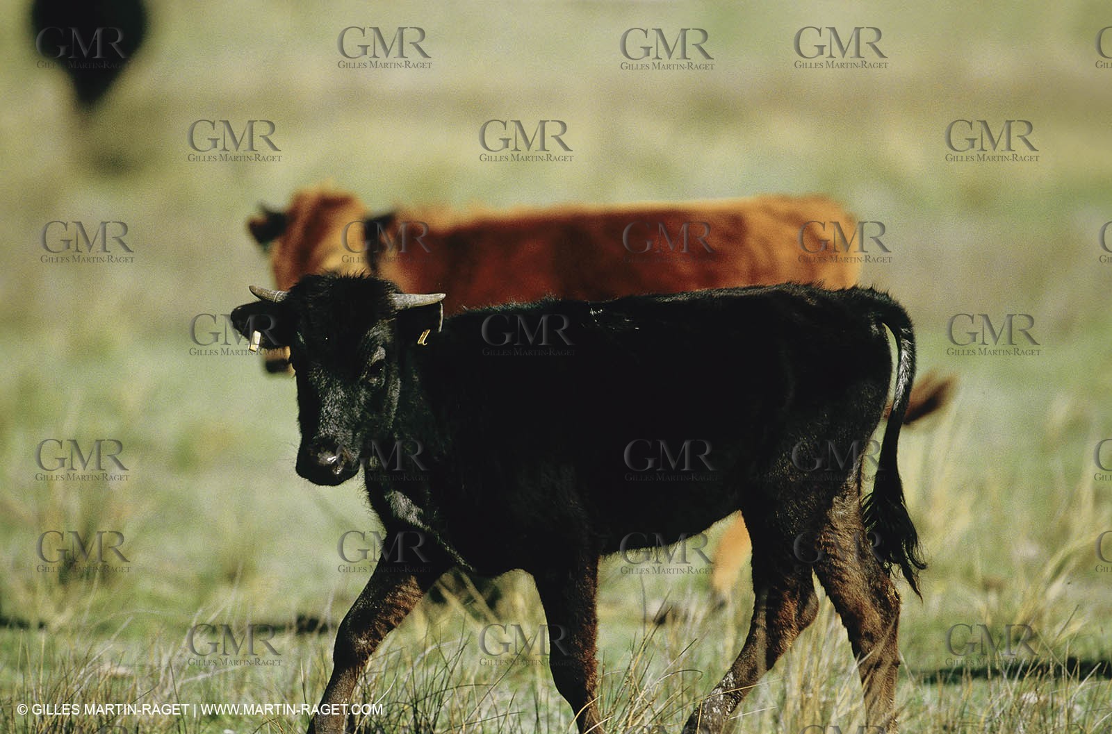 Bouches du Rhône, Camargue (FRA 13) - Camargue bulls