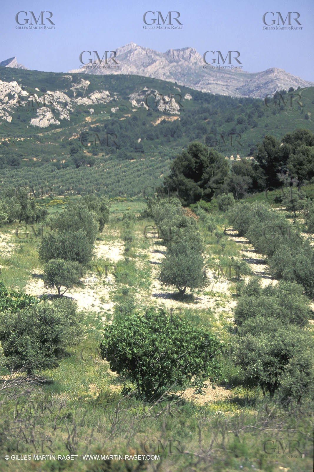 Olive Tree field