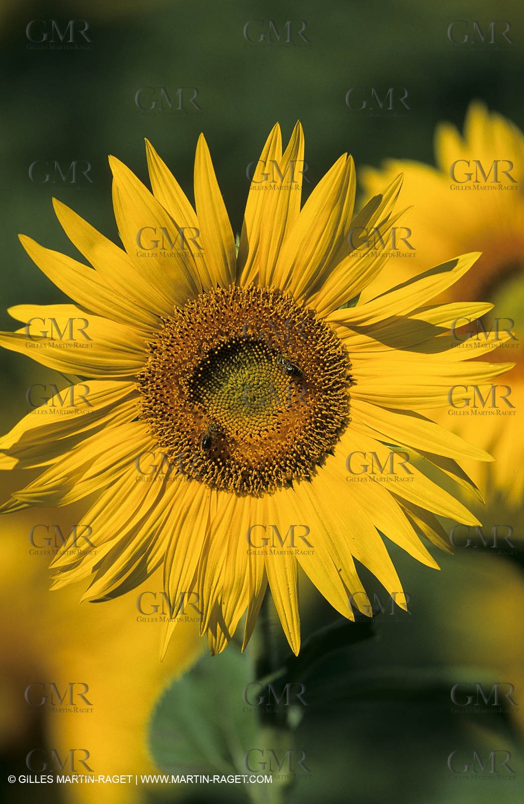 Luberon (FRA,84), Sunflower fields