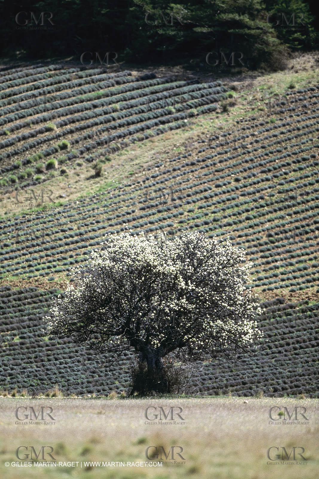 Landscapes and villages of Luberon national Park (FRA,04)