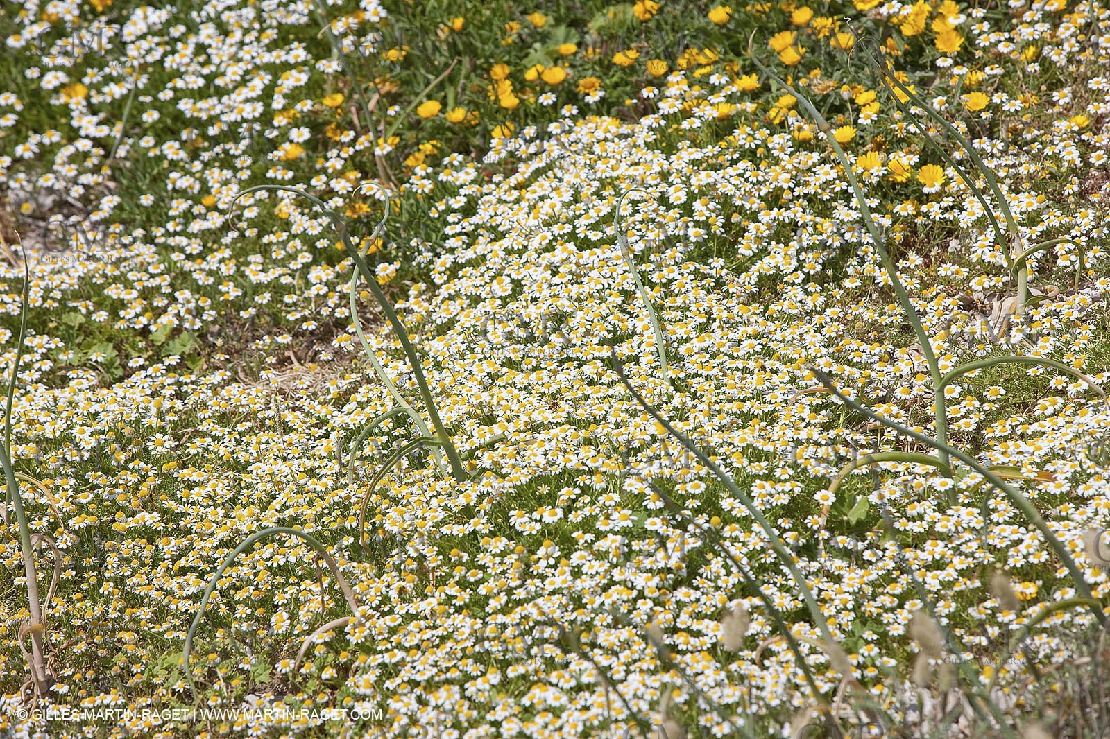 20 05 2009 - Marseille (FRA, 13) - Les Calanques - Calanque de Marseilleveyre