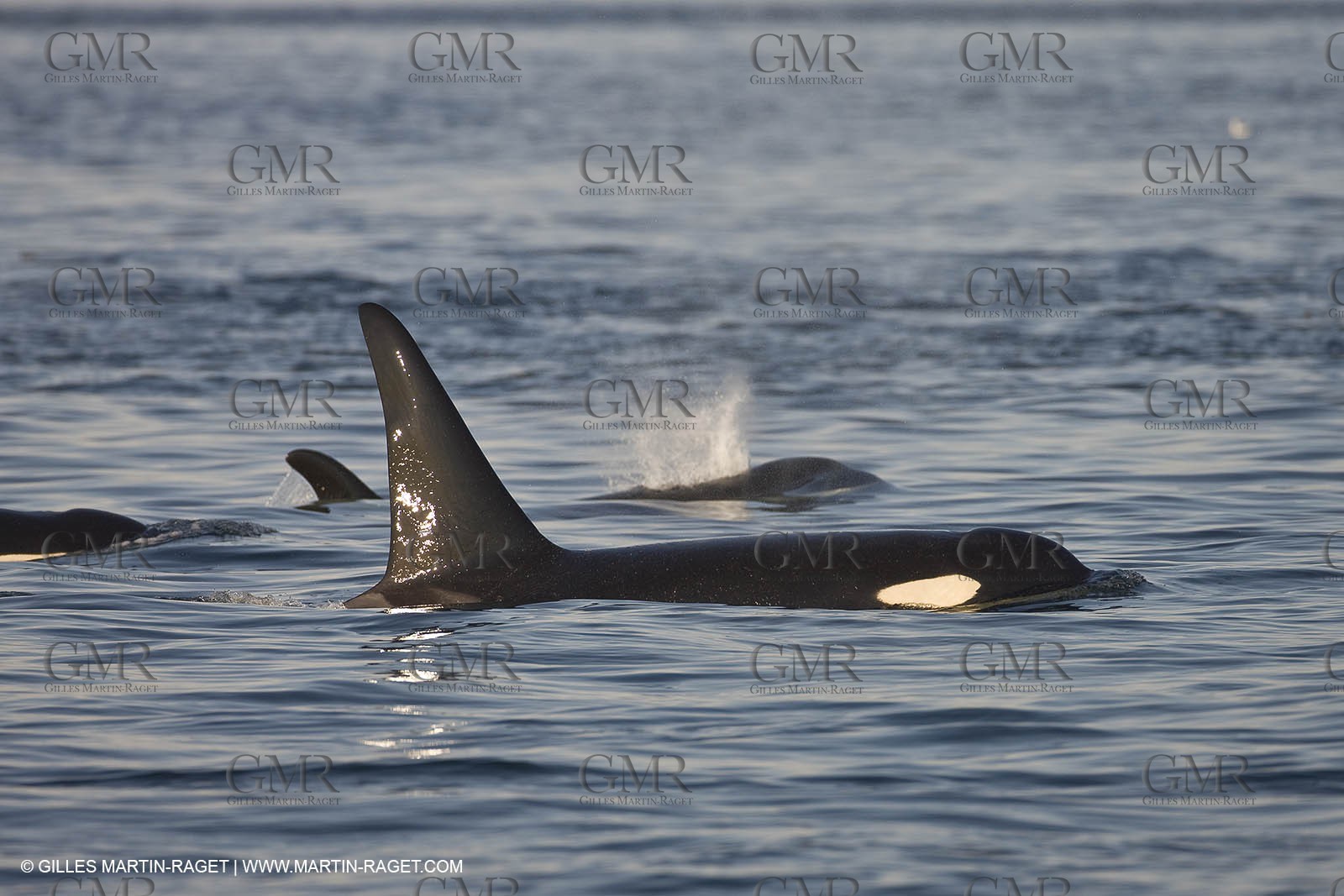 Marine animals