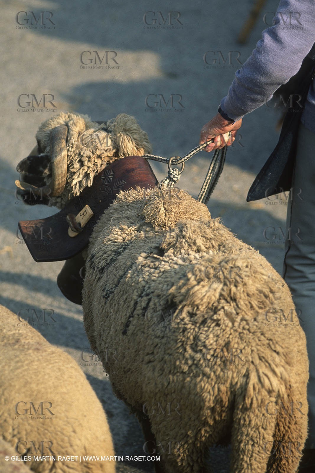 Saint Rémy de Provence (FRA,13) - Sheep stocks migration Fest