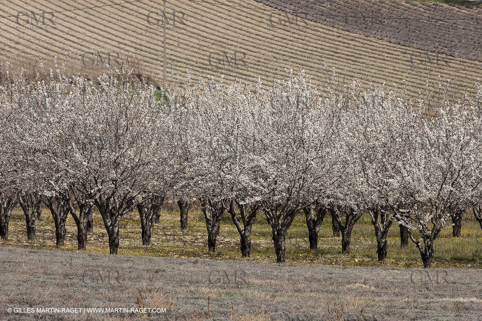 March 30th 2012 - Saint Saturnin les Apt (FRA, 84) - blooming cherry trees