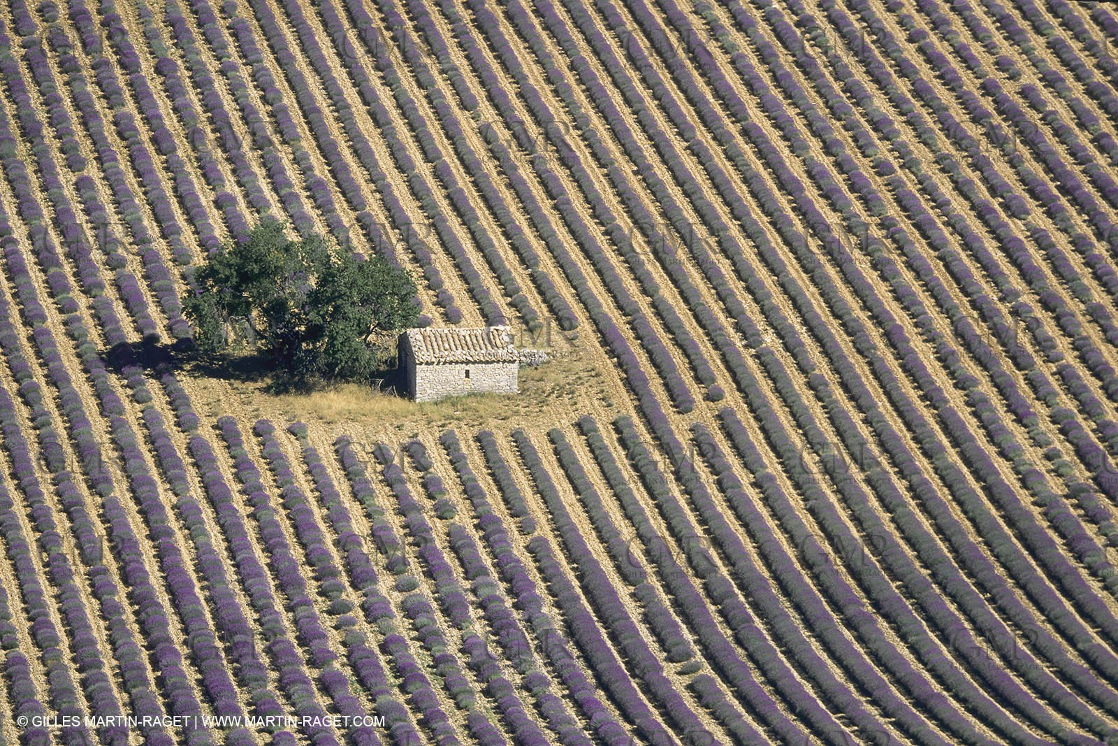 France, Provence, Champs de lavandes en fleur