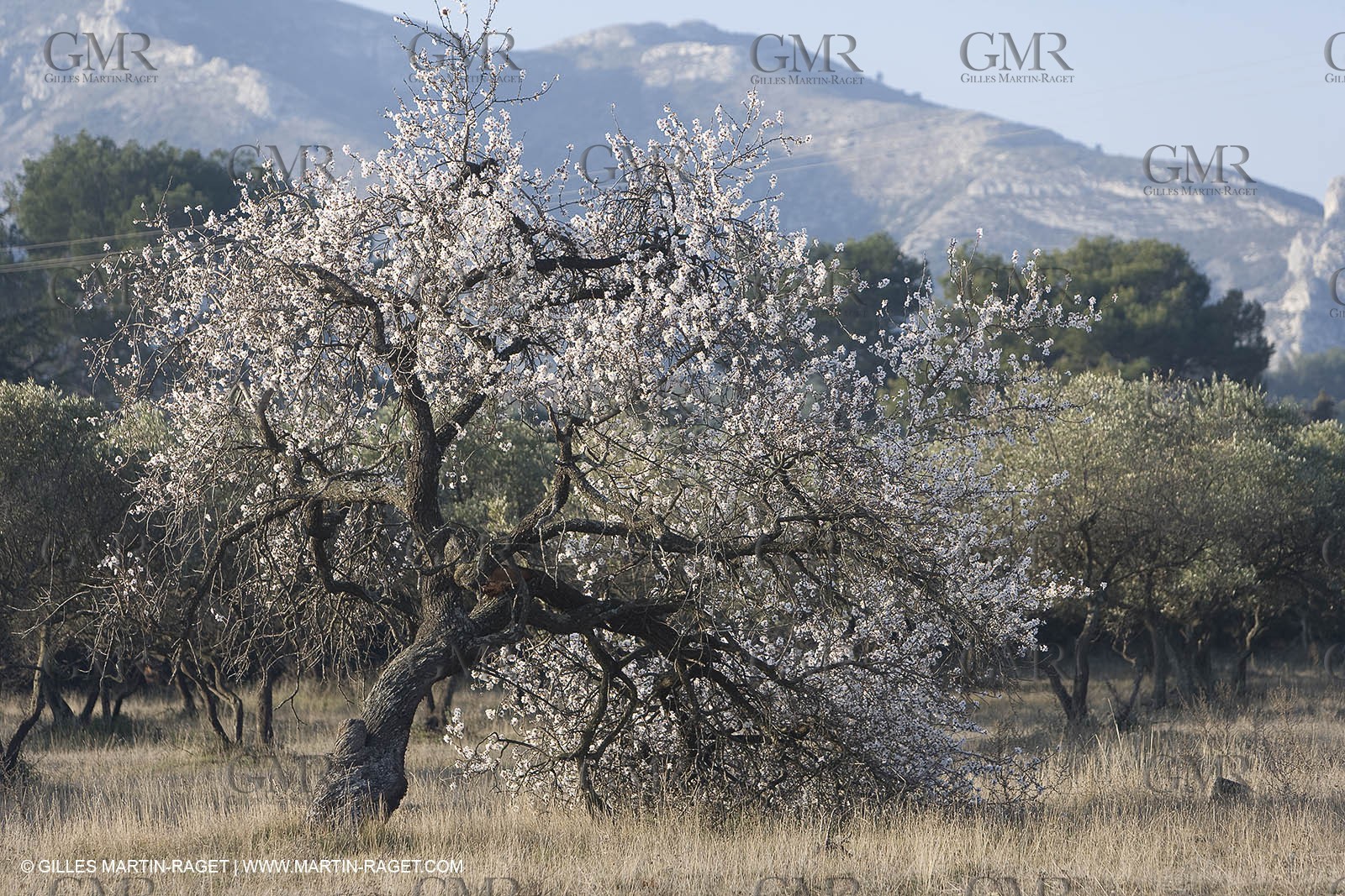 16 02 2008 - Saint Rémy de Provence (FRA, 13) - Alpilles hills landscapes