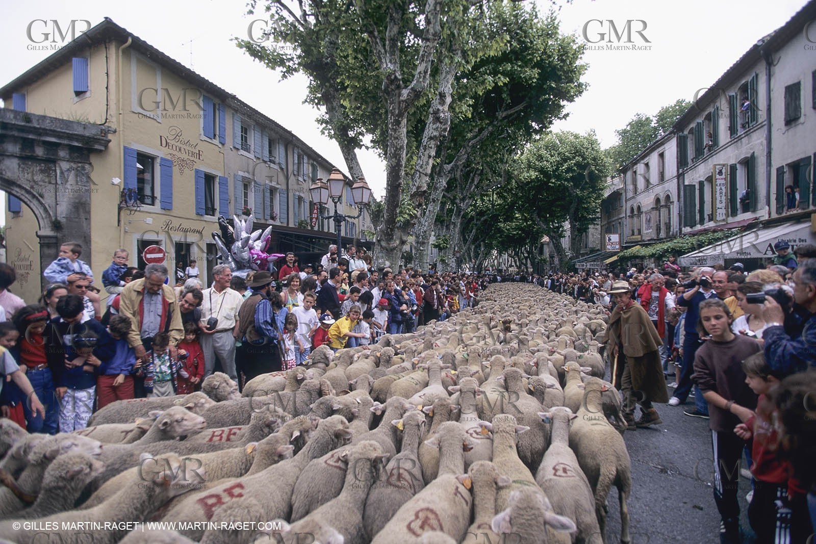 France, Provence, Moutons, bergers, élevage, transhumance