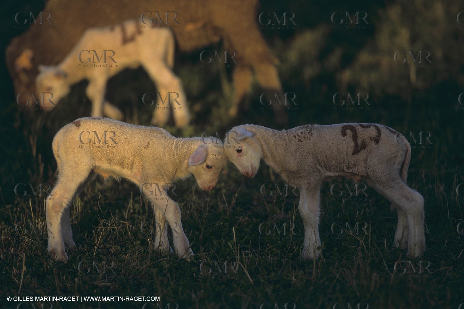 France, Provence, Moutons, bergers, élevage, transhumance