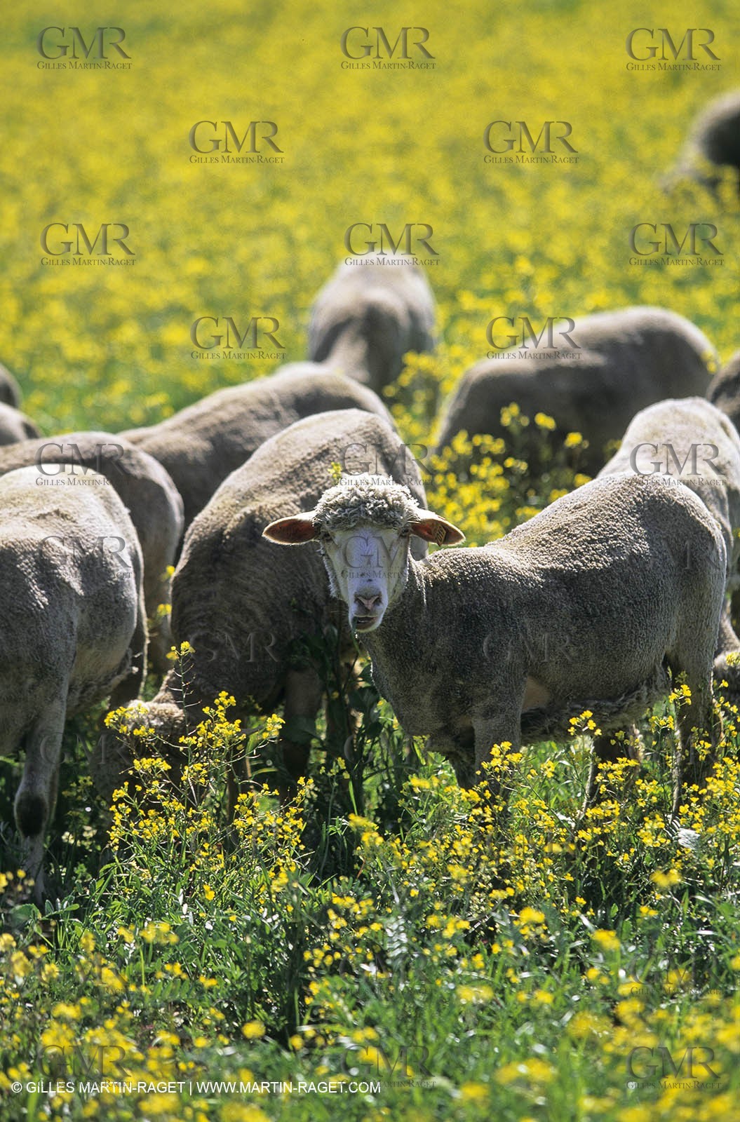 Alpilles (FRA,13), Rape fields