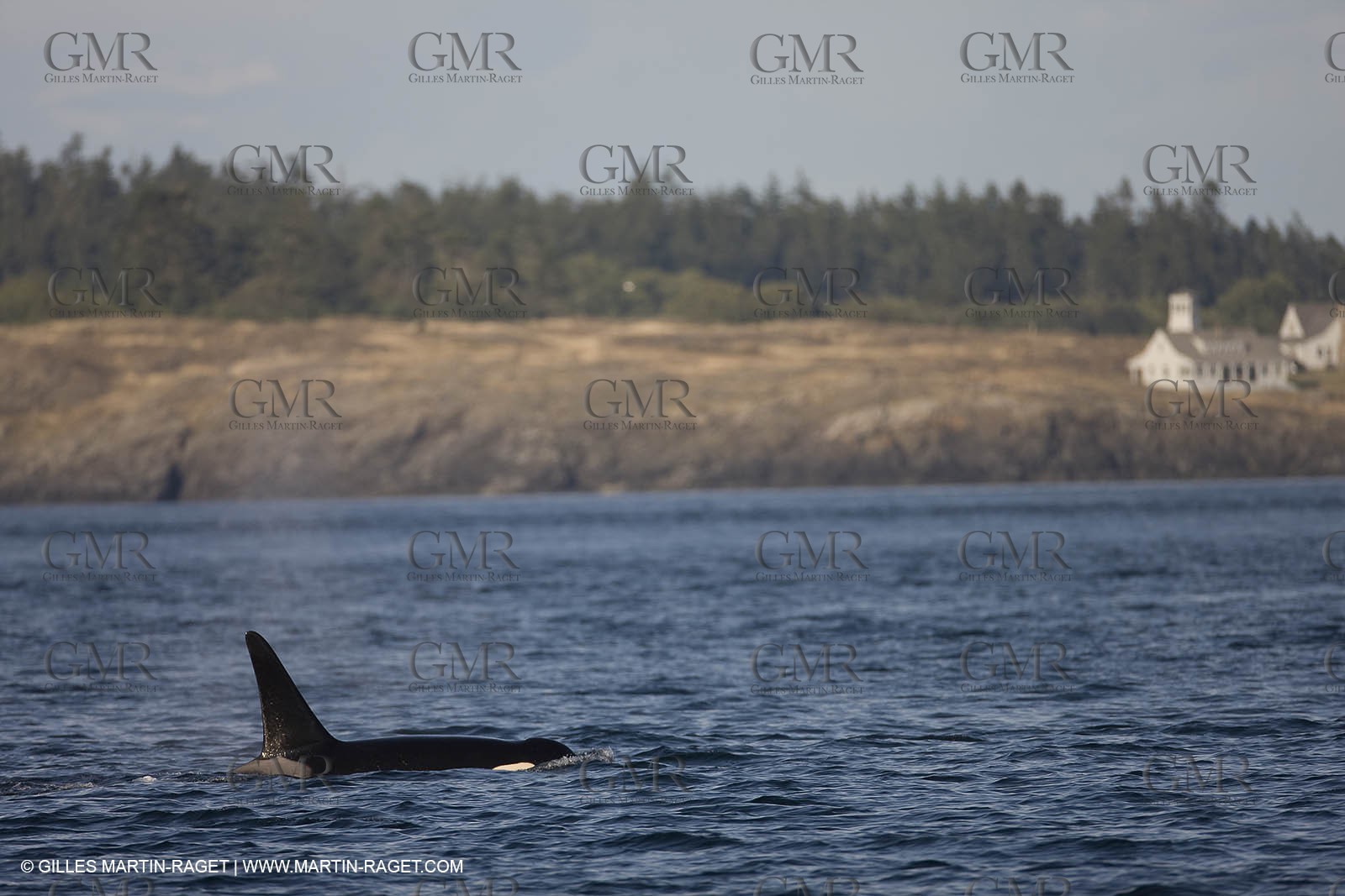 Animaux marins