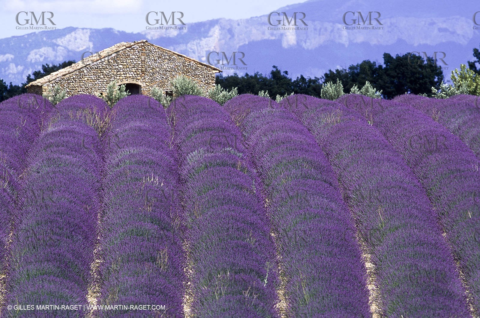 Hgher Provence - Lavender fields