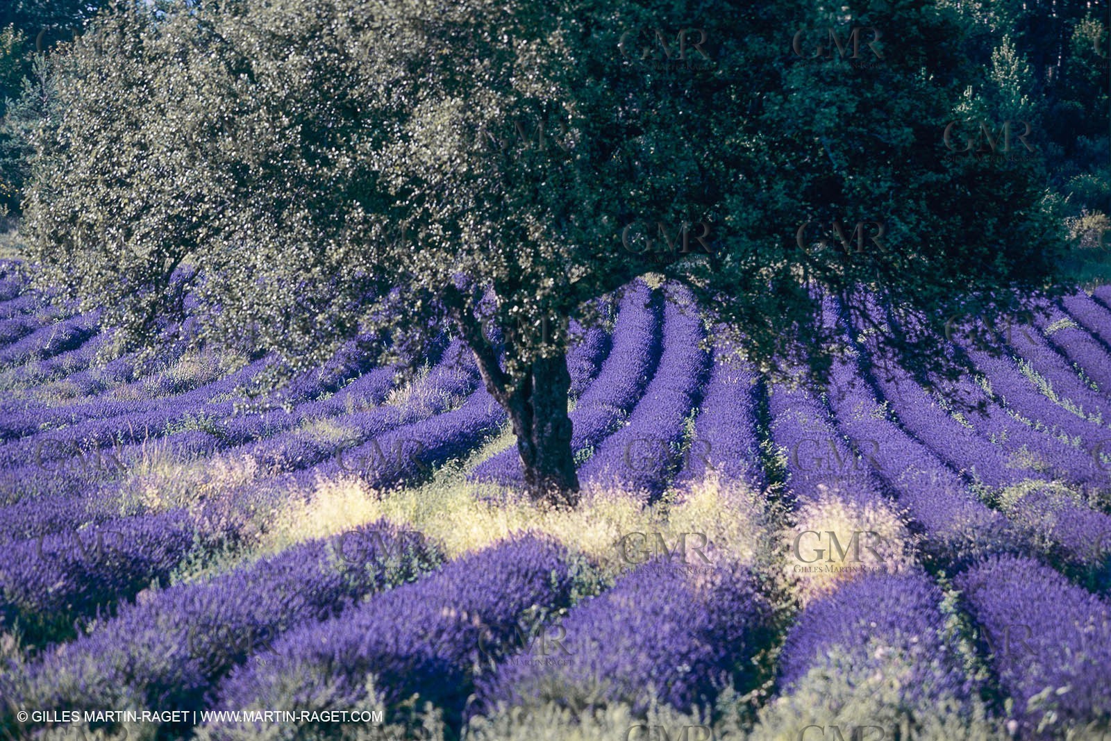 France, Provence, Lavender fields