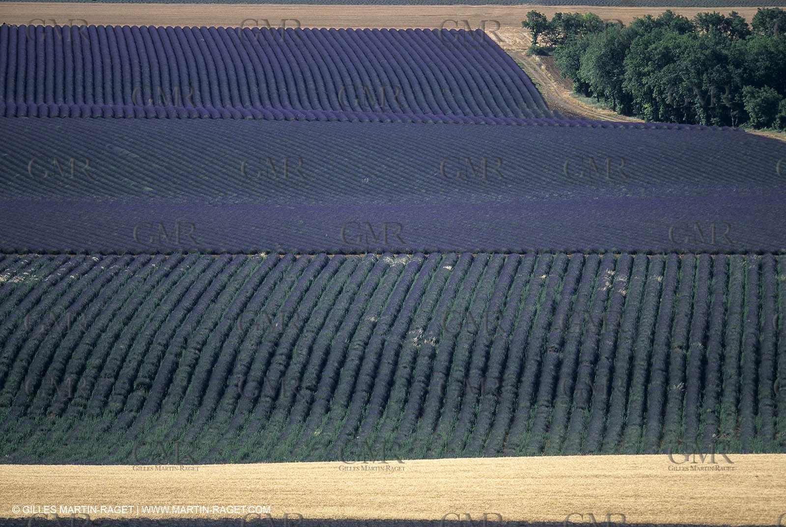 Lavander fields