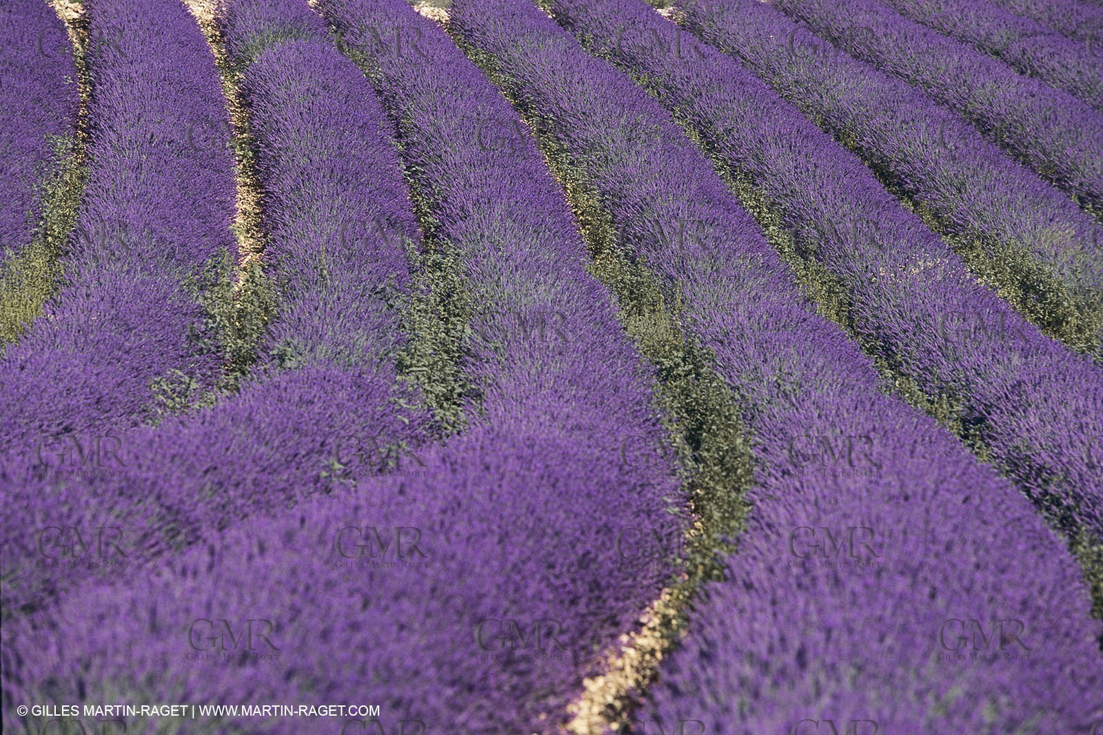France, Provence, Higher Provence, Valensole Plateau, Lavender