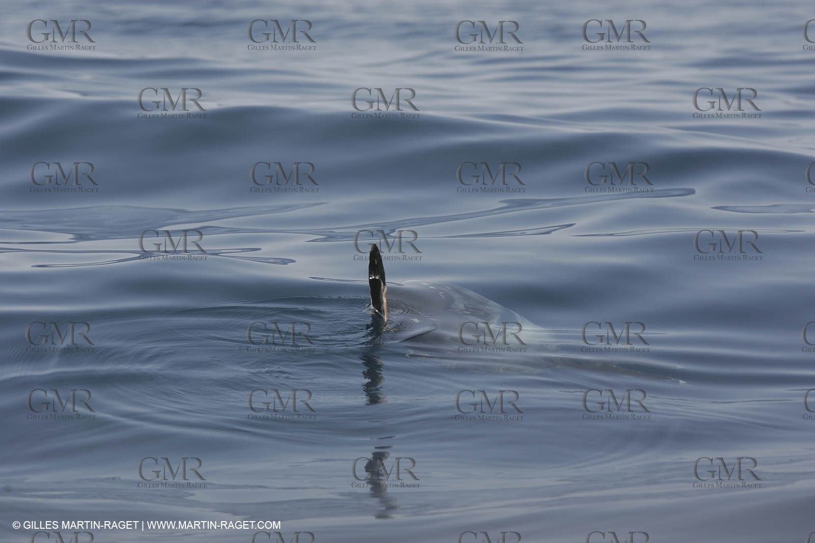 Animaux marins