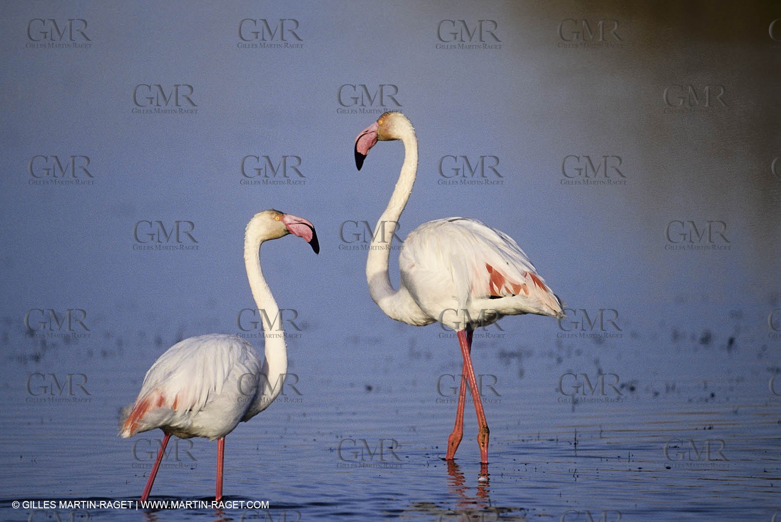 Camargue (FRA,13) - Flamingos in the Camargue