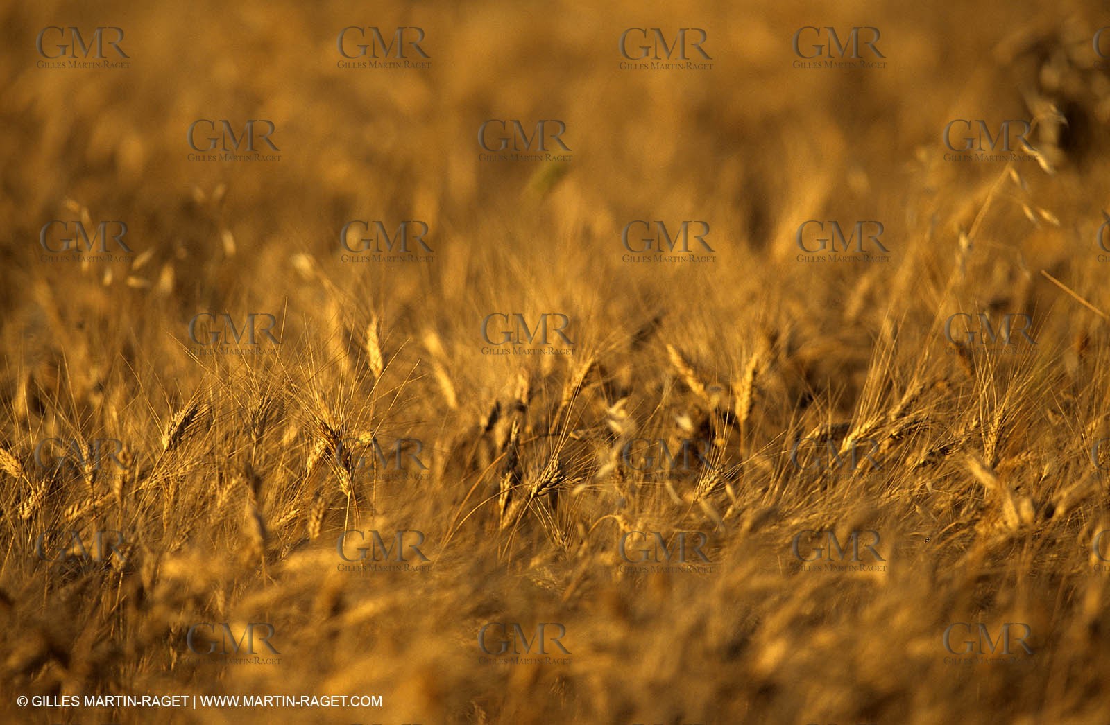 Provence - general farming