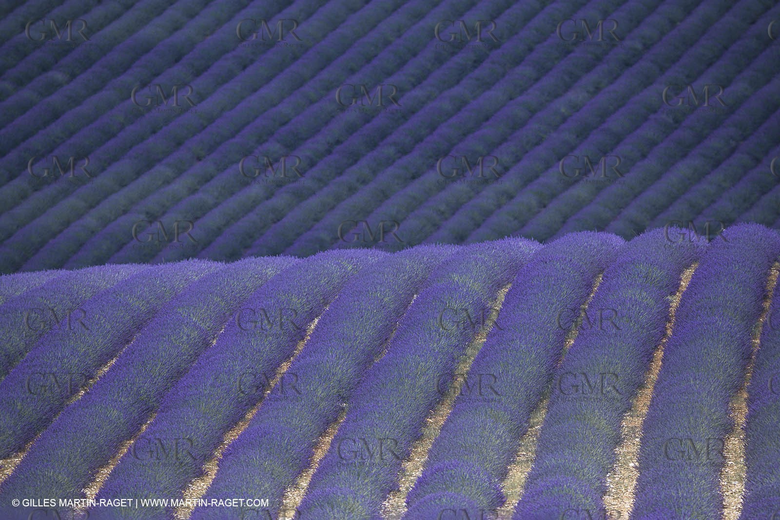 France, Provence, Champs de lavandes en fleur
