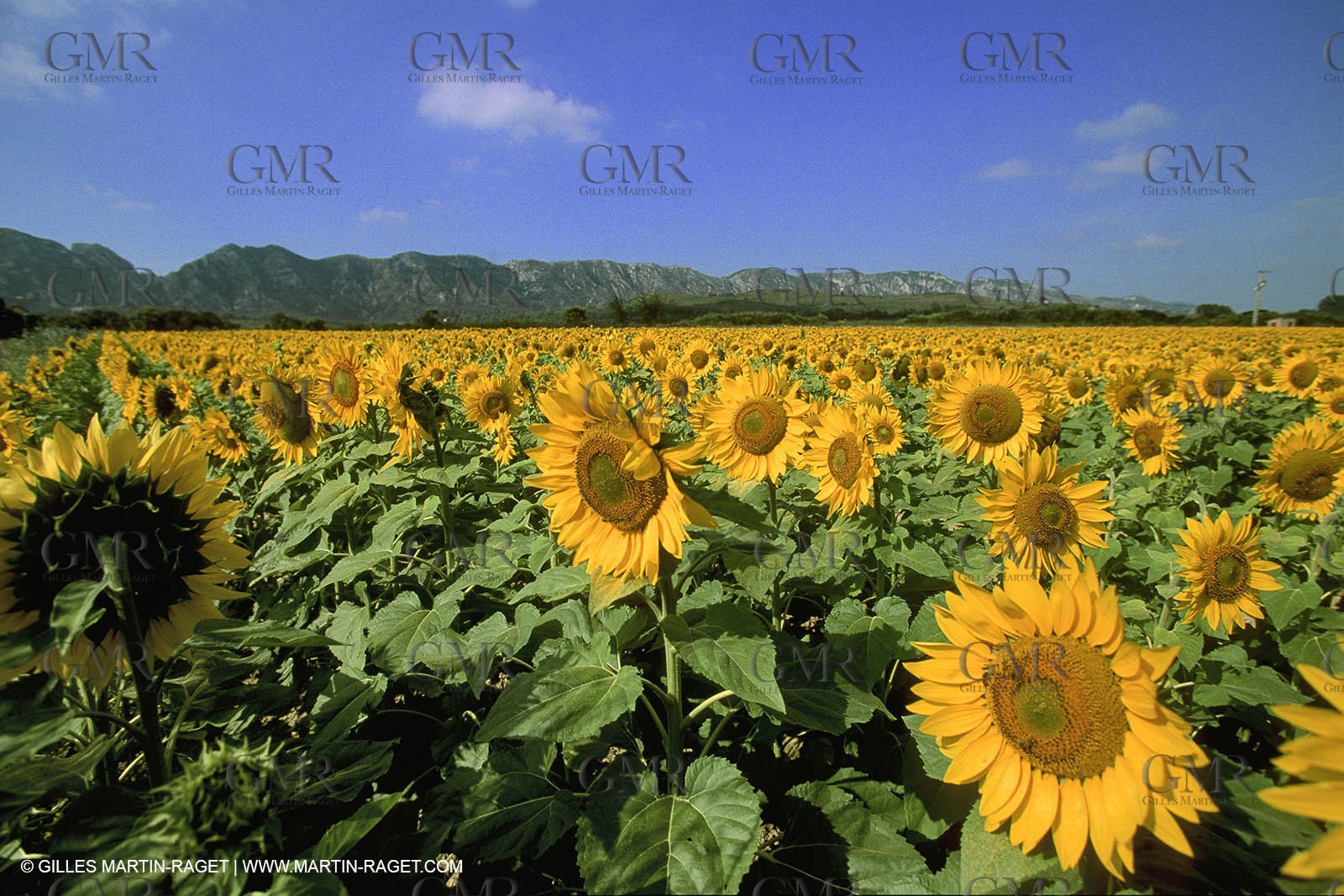 Sunflowers fields