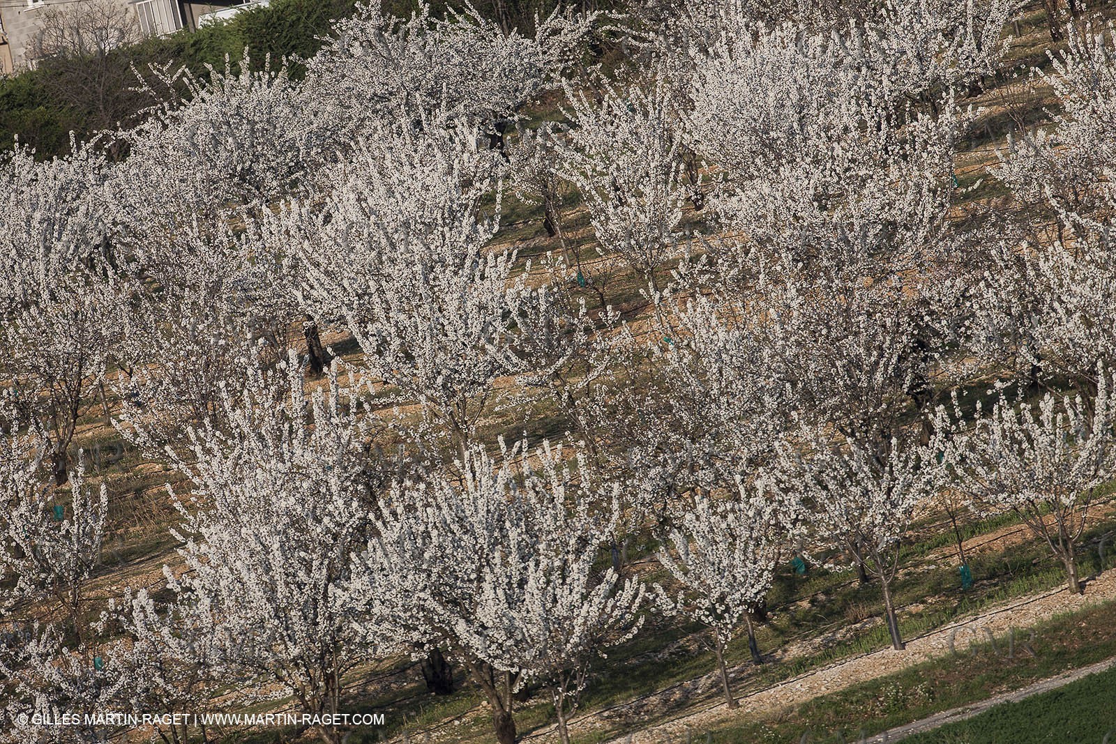 March 30th 2012 - Saint Saturnin les Apt (FRA, 84) - blooming cherry trees