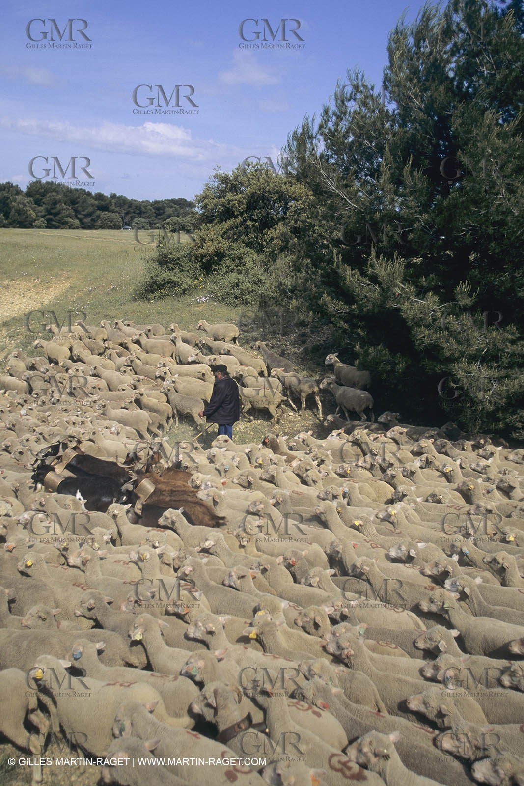 France, Provence, Moutons, bergers, élevage, transhumance