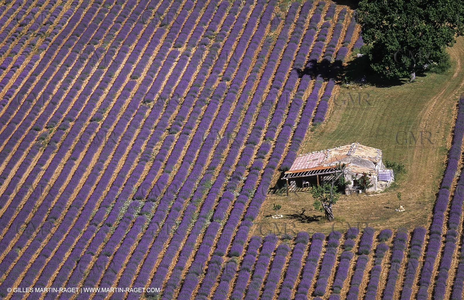 Juin 2005, Valensole (FRA,04) - Lavander fields