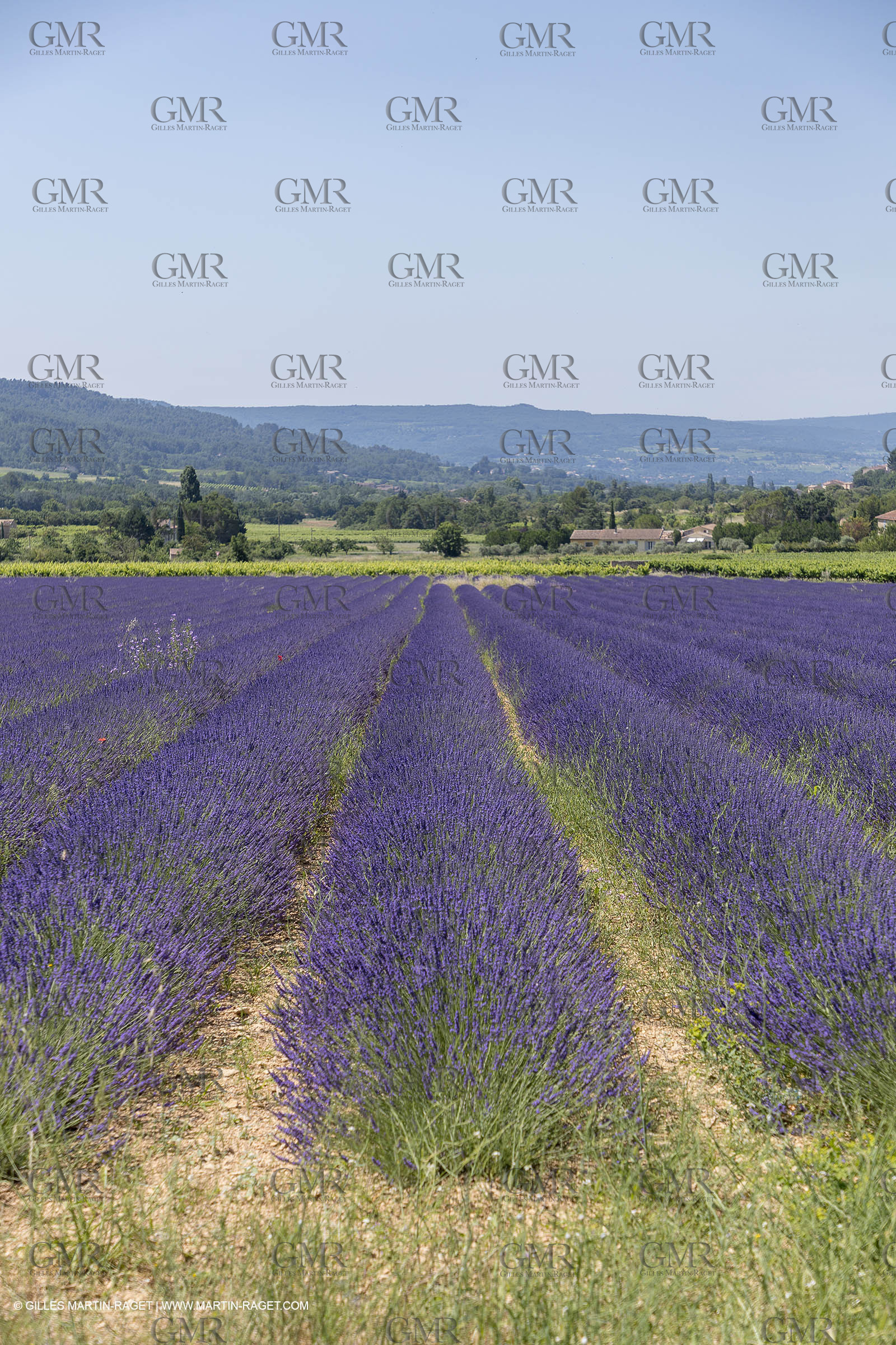 21 06 2018,Rustrel (FRA, 84), champs de lavande