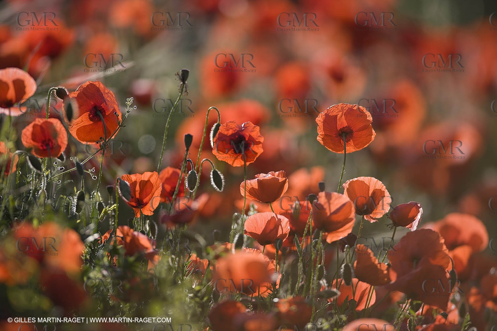 04 05 2008 - Saint Rémy de Provence (FRA, 13) - Alpilles hills landscapes
