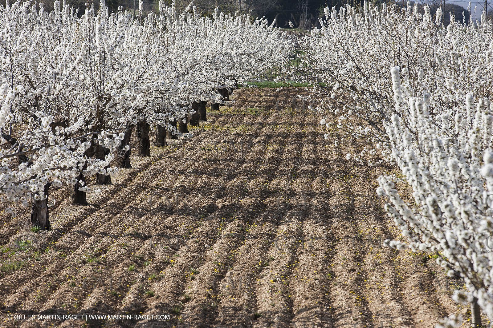 March 30th 2012 - Saint Saturnin les Apt (FRA, 84) - blooming cherry trees