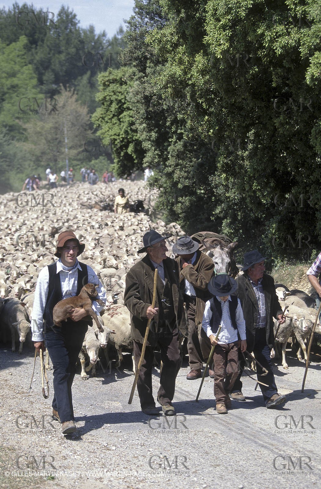 Saint Rémy de Provence (FRA,13) - Sheep stocks migration Fest