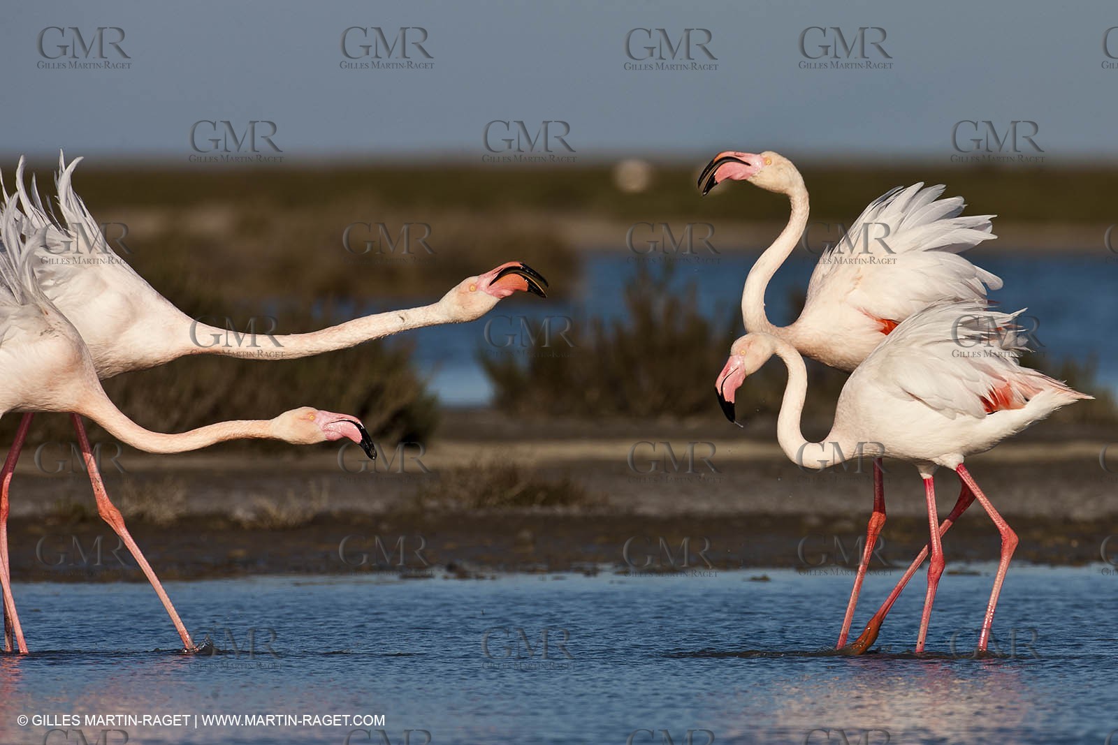 09 04 2011 - Les Saintes Maries de la Mer (FRA,13) - Pink Flamingos in Camargue
