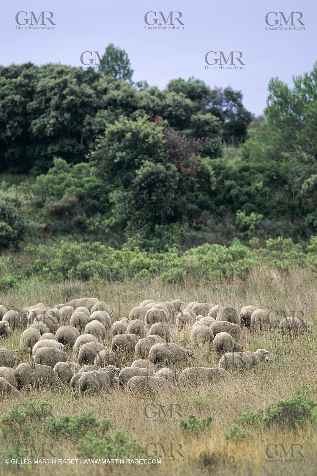 Paysages de Nîmes Métropole (FRA,30) - La Garrigue