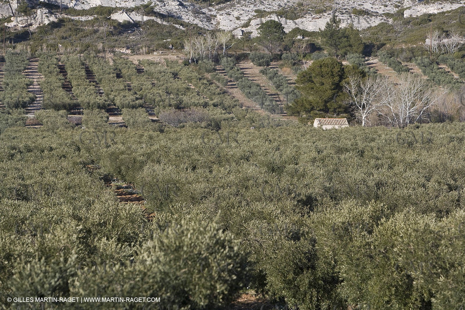 16 02 2008 - Les Baux de Provence (FRA, 13) - Alpilles hills landscapes