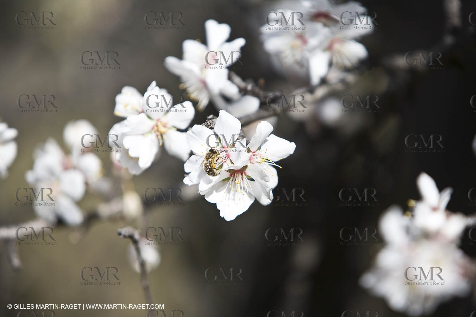 05 02 2008 - Arles (FRA, 13) - Arles surroundings landscapes