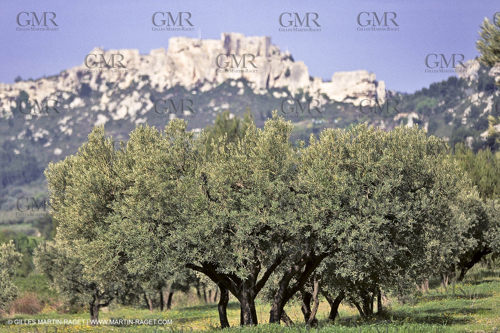France, Provence, Oliviers, oliveraies, olive trees