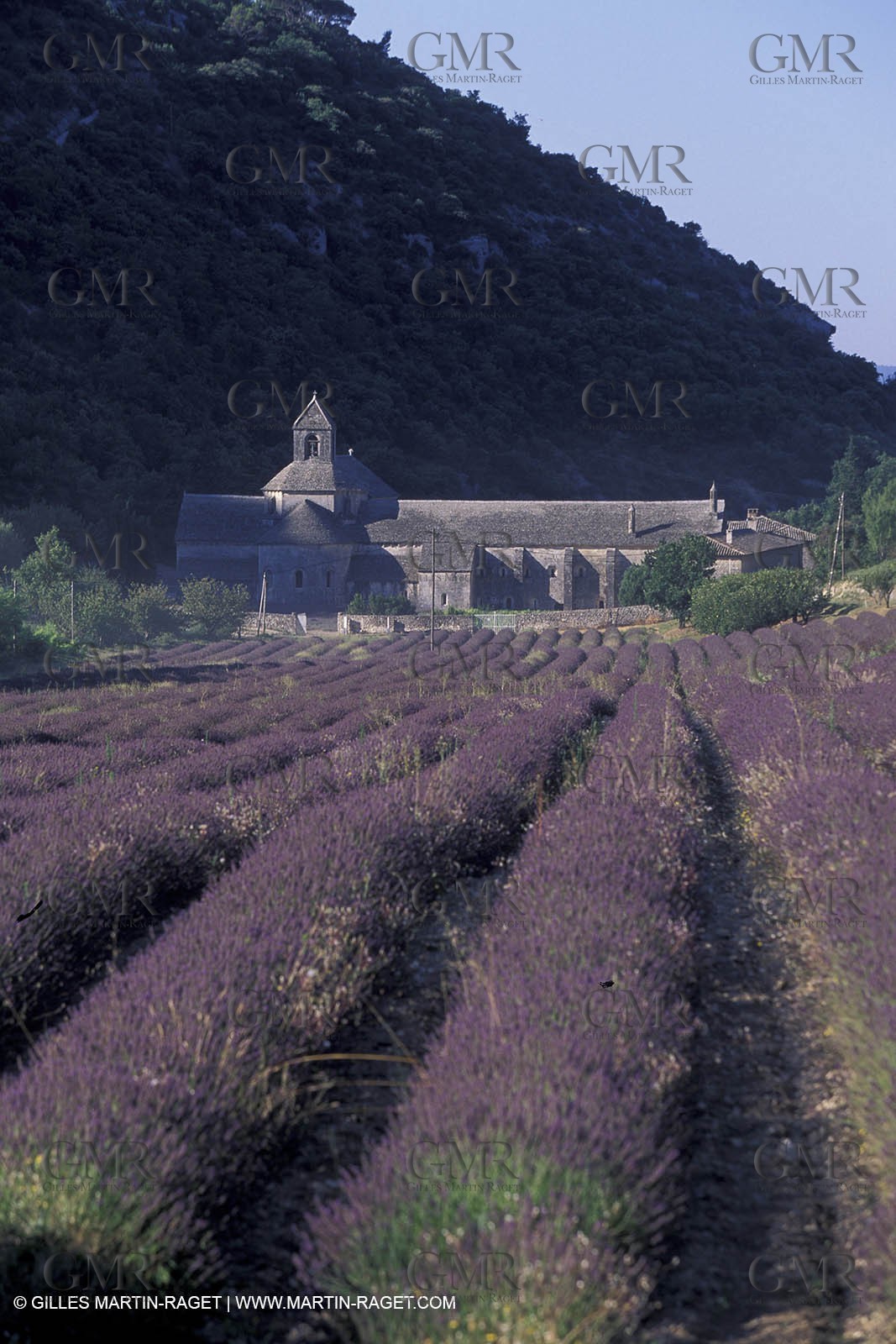 Lavander fields