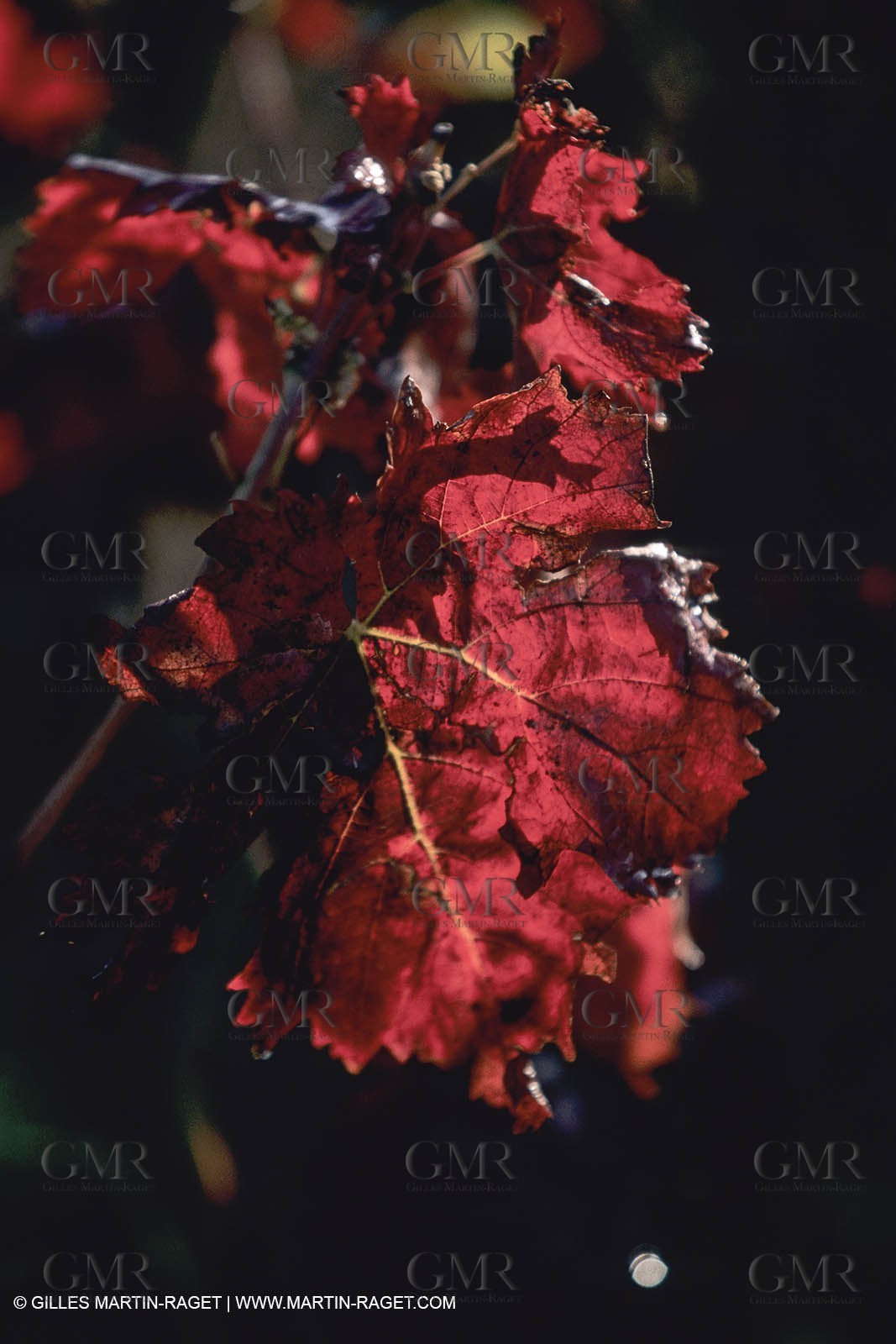 Vin, Vigne , Vendanges, vignification, vignobles, France, Provence, Côte du Rhône, Rosé