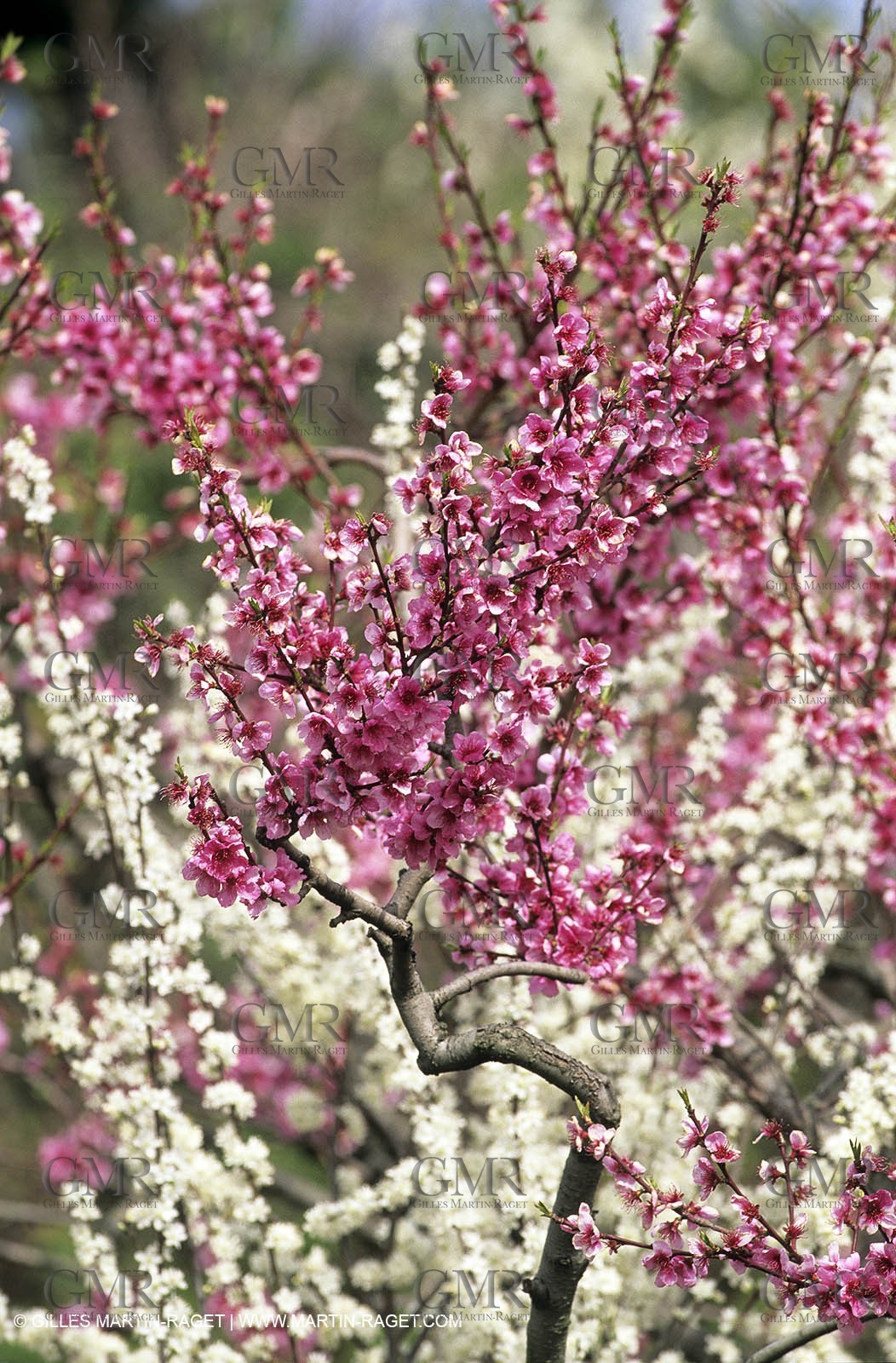 Luberon, Vaucluse (FRA,84) - Fruit trees blooming