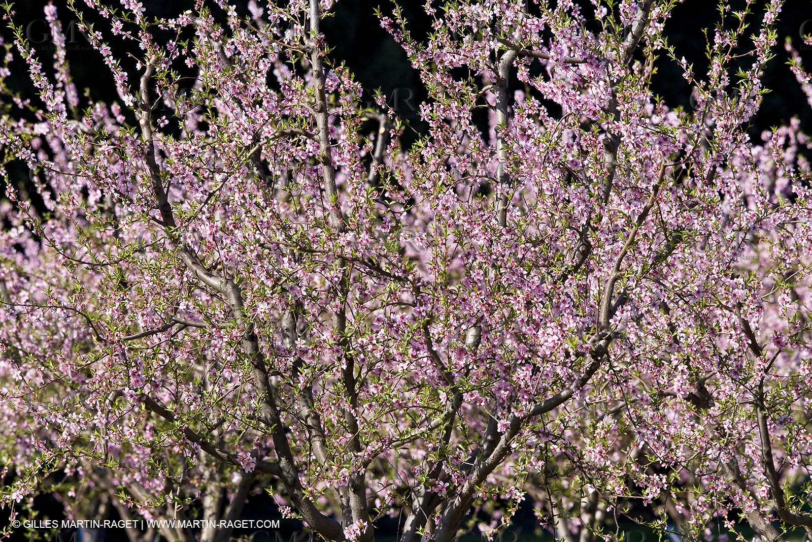 16 03 2008 - Saint Rémy de Provence (FRA, 13) - Alpilles hills landscapes