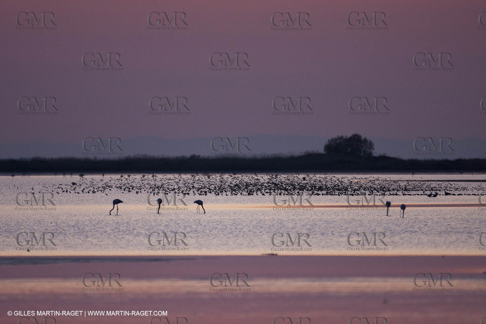 19 04 2011 - Arles (FRA,13) - Pink flamingos in La Gacholle Lighthouse vicinity