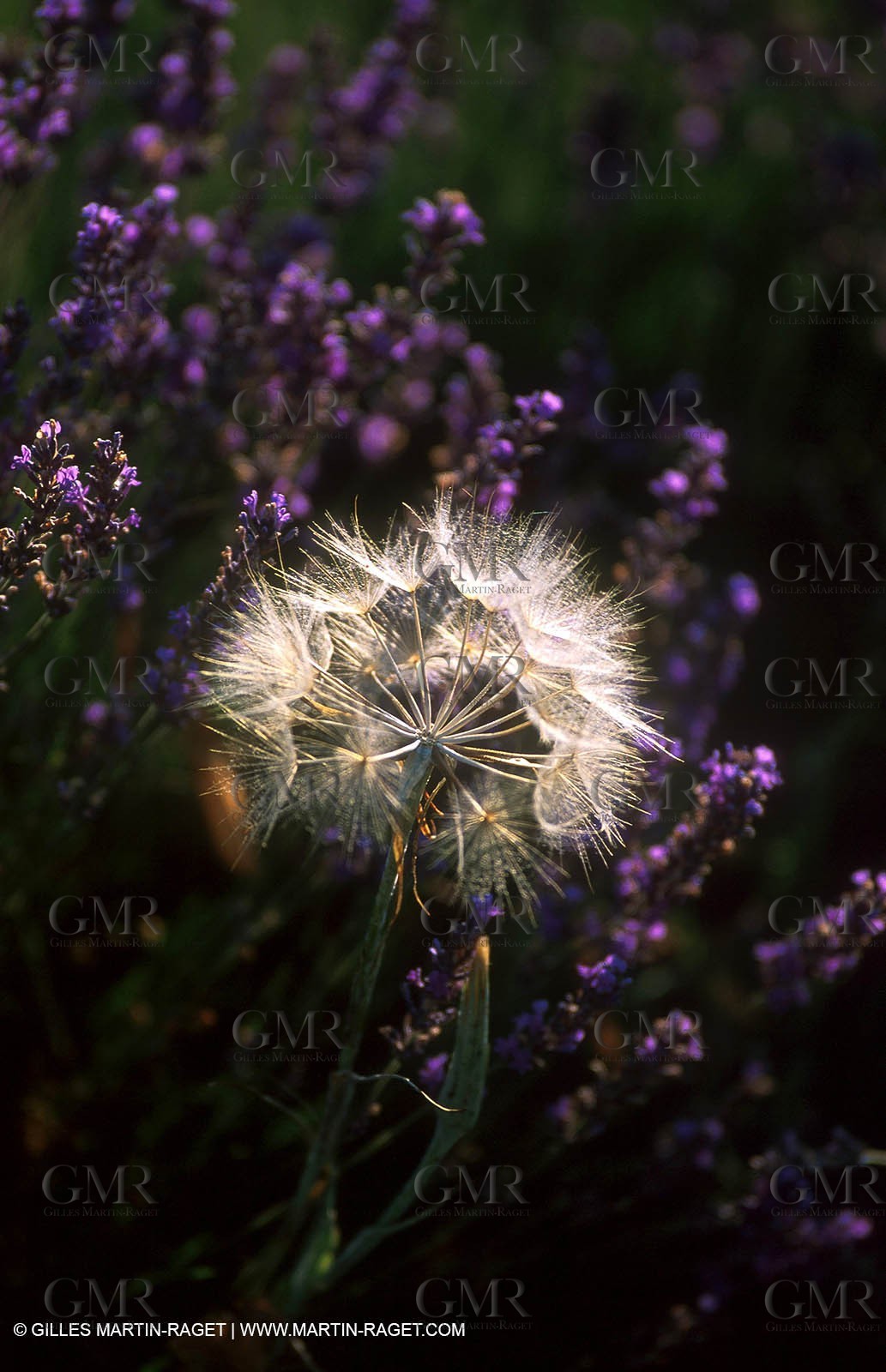 Lavander fields