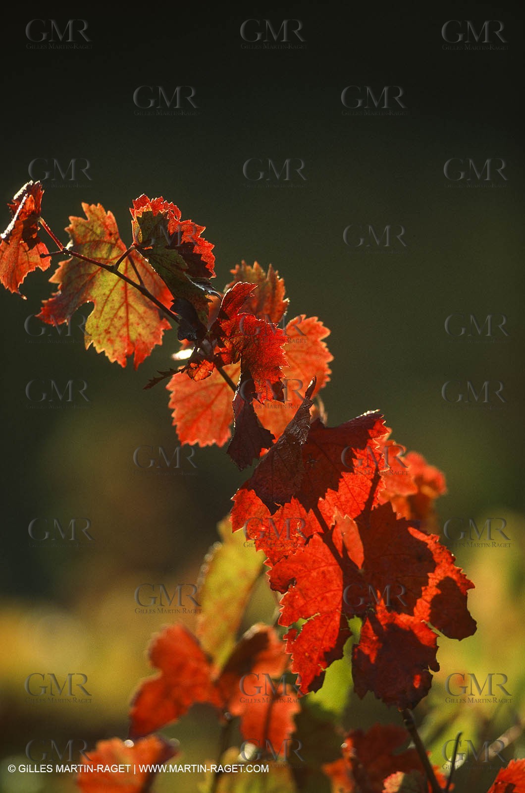 Provence, Le temps des vendanges