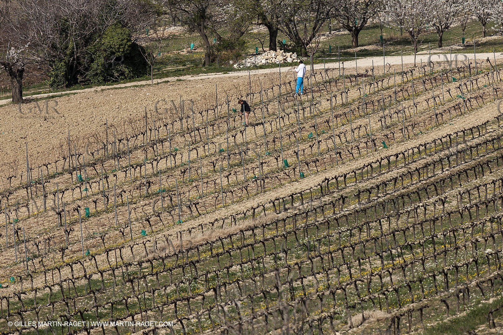 March 30th 2012 - Saint Saturnin les Apt (FRA, 84) - blooming cherry trees