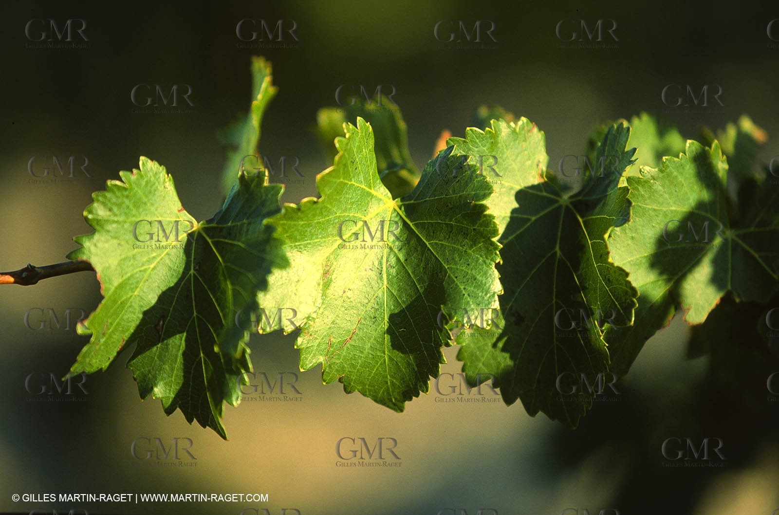 Provence, Le temps des vendanges