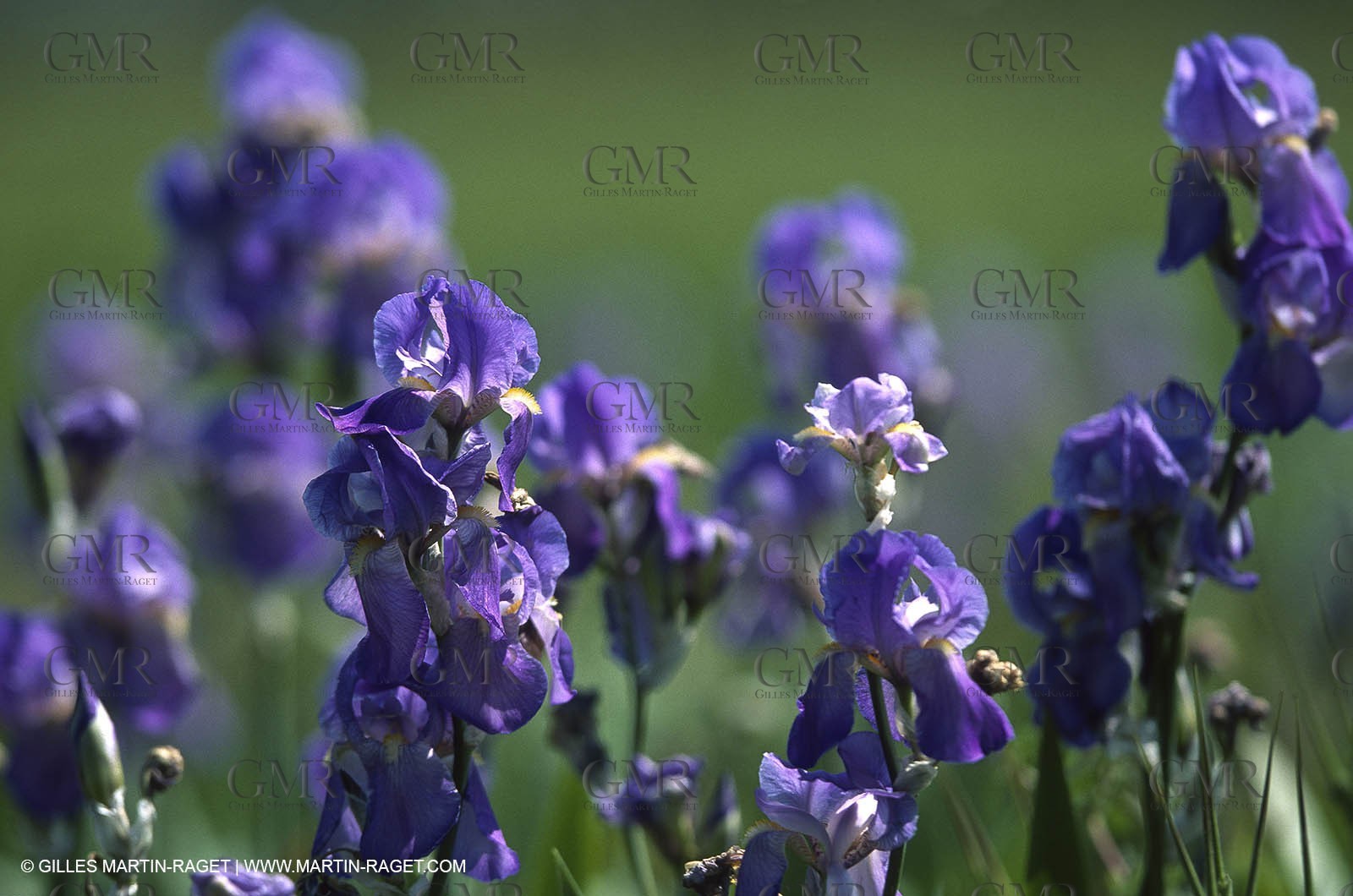 Alpilles (FRA,13), Iris en fleurs