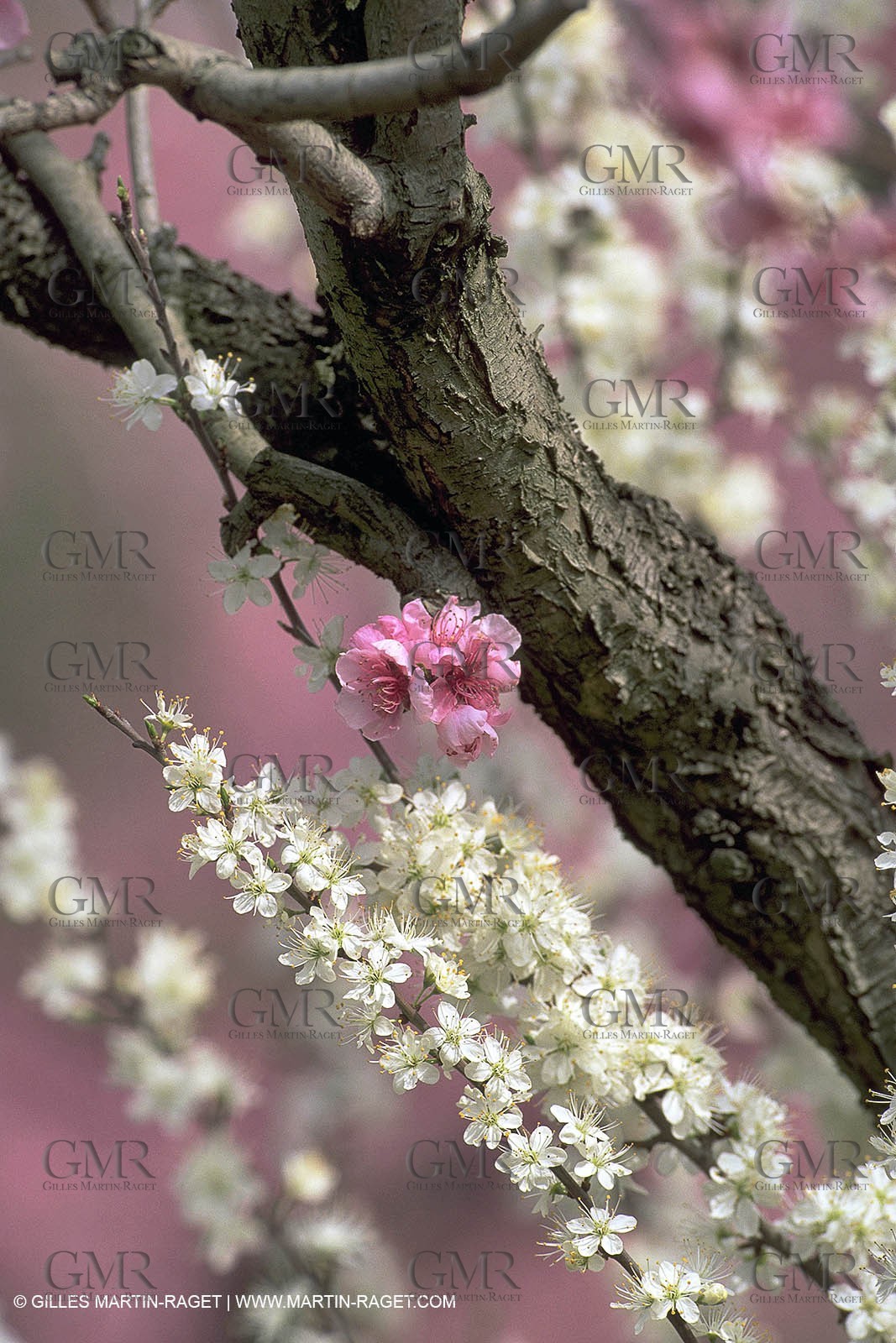 Peach Tree flowers