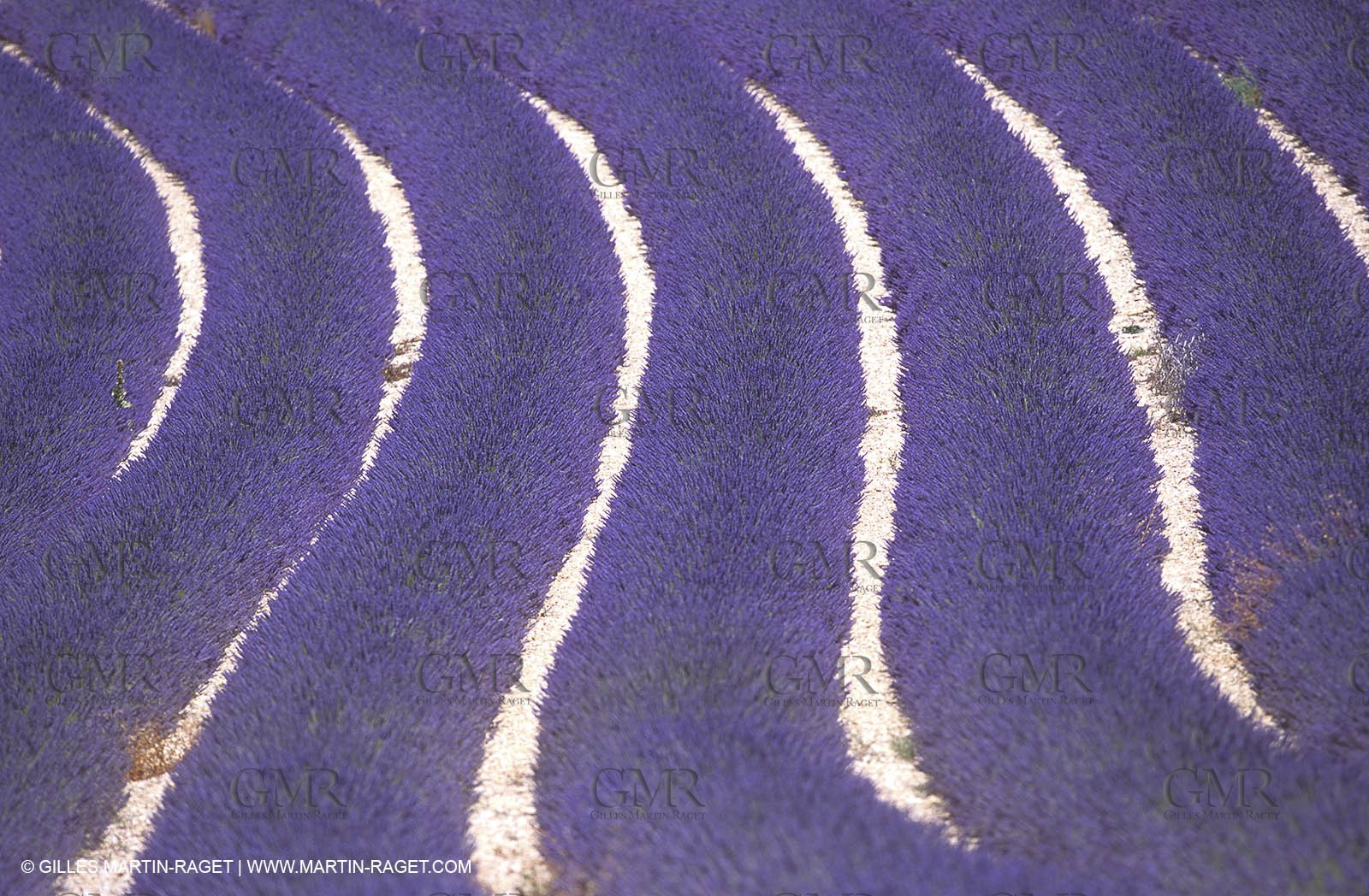Lavander fields
