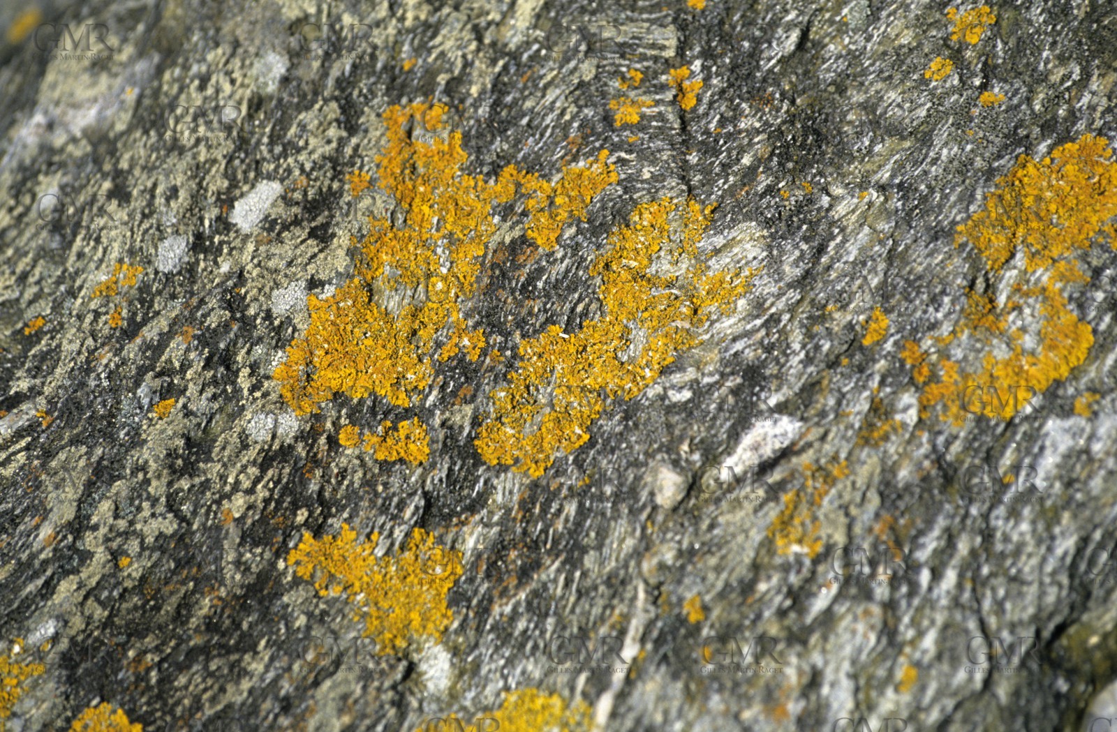 Granite rock detail - Belle Ile - Britanny