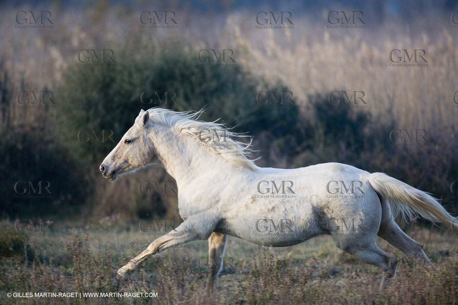 23 12 2006 - Saintes Maries de la Mer - Camargue horses
