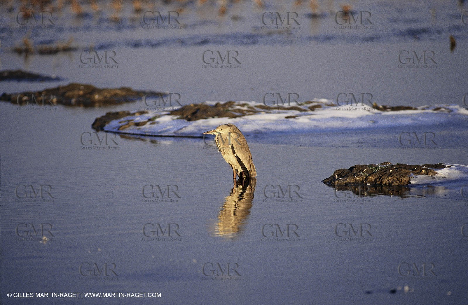 Camargue (FRA,13) - Birds in the Camargue - Heron